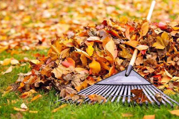 Leaves Removal in Kennesaw