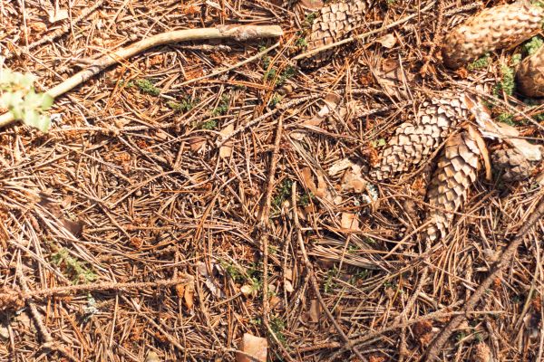 Pine Needles Removal in Kennesaw