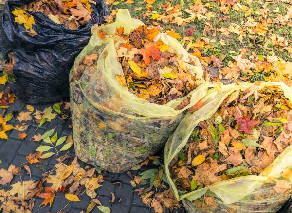 Yard Cleanup Service in Kennesaw