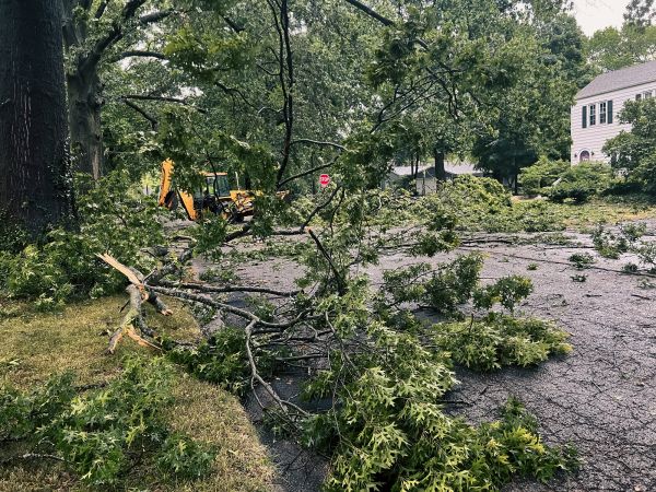 Tree Branch Disposal in Kennesaw