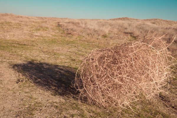 Tumbleweed Removal in Kennesaw