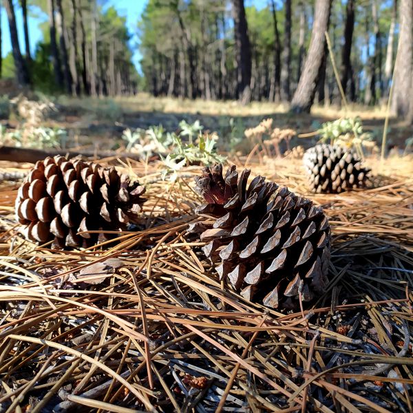Pine Cone Removal in Kennesaw