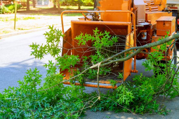 Tree Branches Removal in Kennesaw