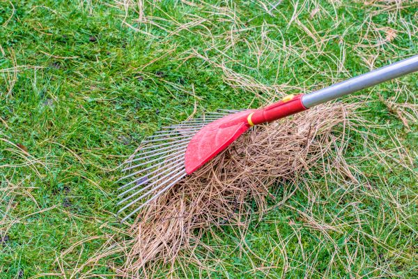 Yard Raking in Kennesaw