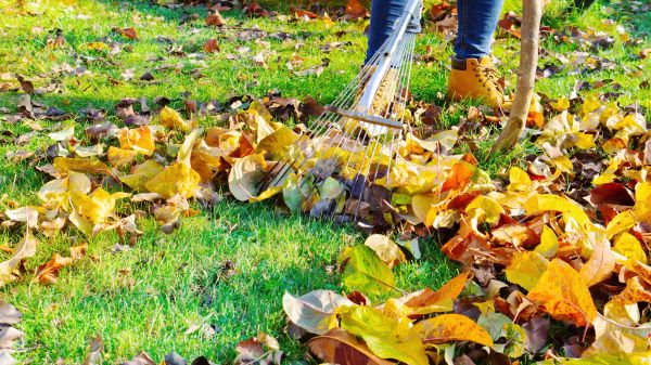 Lawn Cleanup Service in Kennesaw