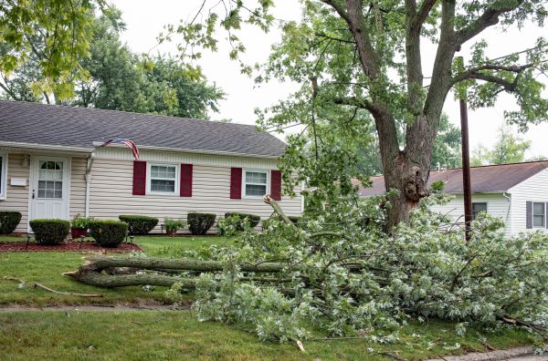 Fallen Branch Removal in Kennesaw